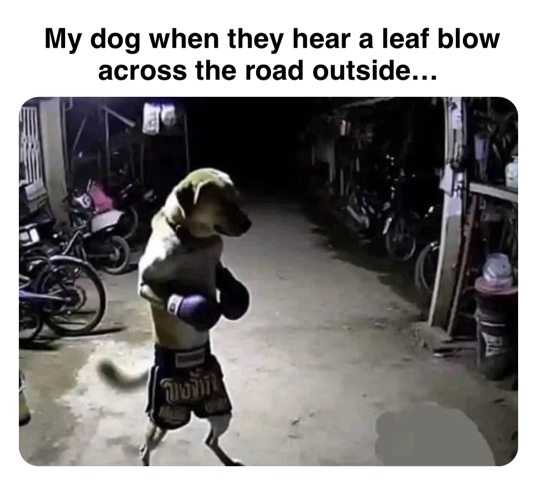 Double tap to edit My dog when they hear a leaf blow across the road outside…