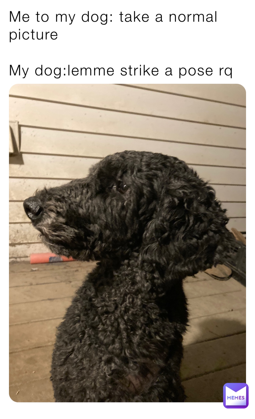 Me to my dog: take a normal picture

My dog:lemme strike a pose rq