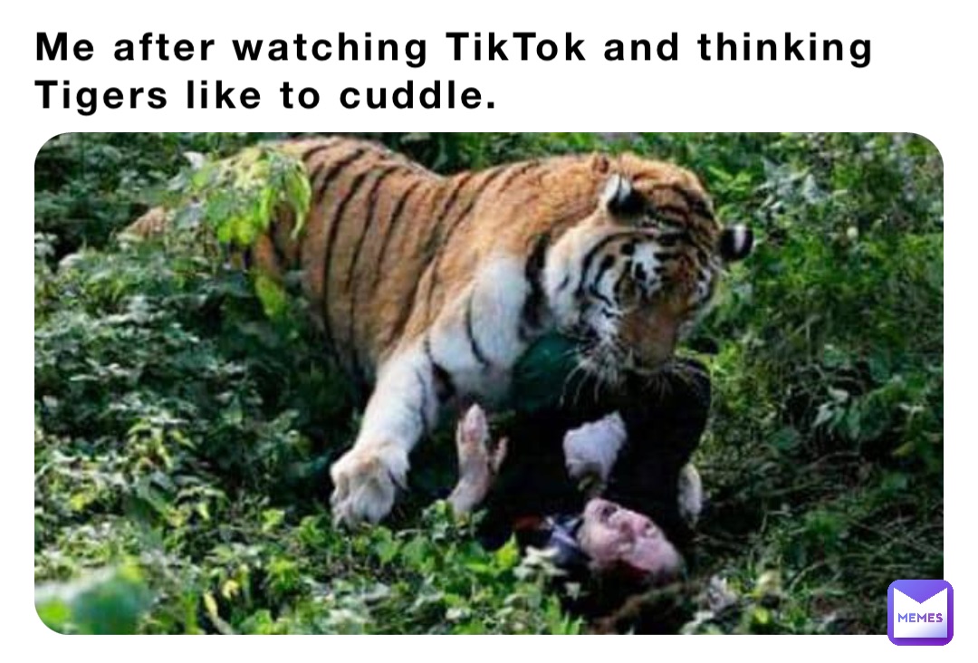 Me after watching TikTok and thinking Tigers like to cuddle.