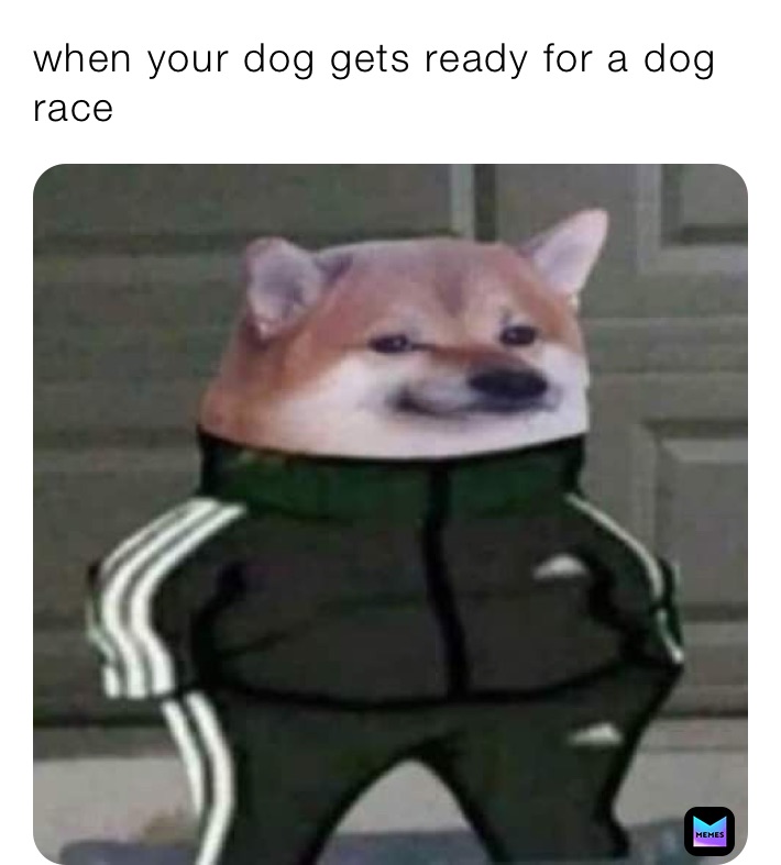 when your dog gets ready for a dog race