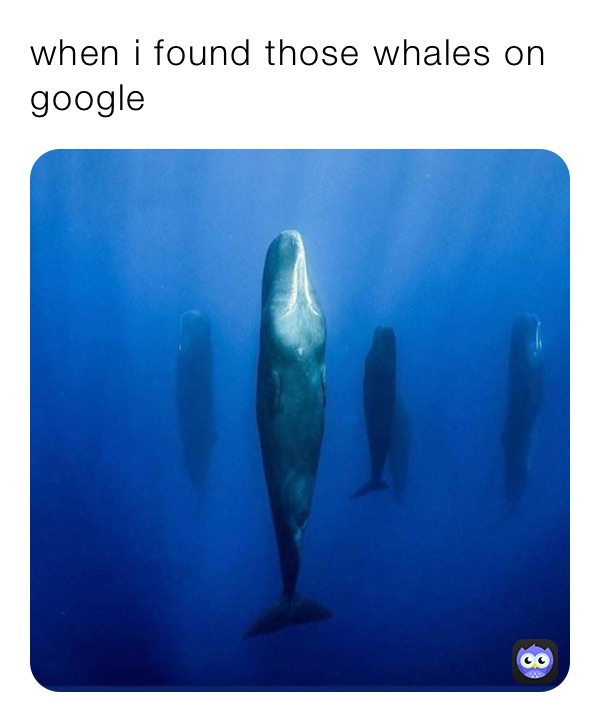 when i found those whales on google