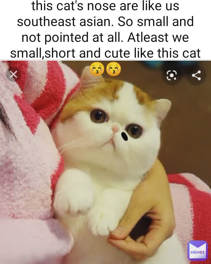 Type Text this cat's nose are like us southeast asian. So small and not pointed at all. Atleast we small,short and cute like this cat😚😚