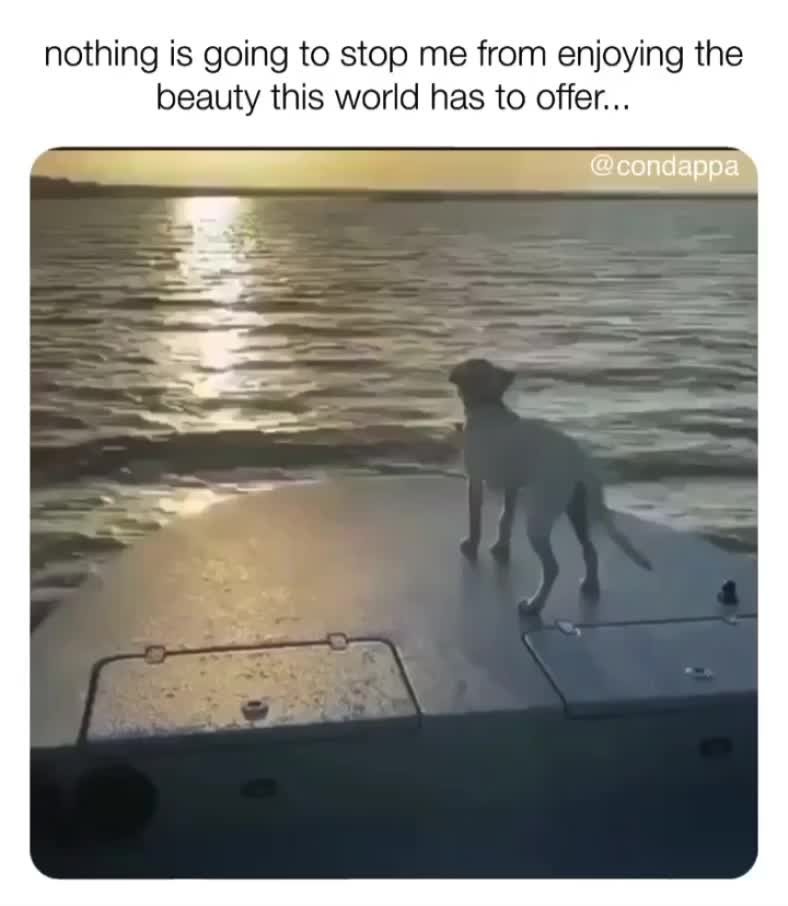 #lol  #dog  #lovelivelife  #hilarious  #life  #memes  #funnymemes