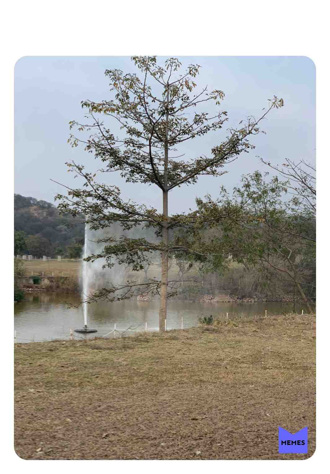 #christmastree