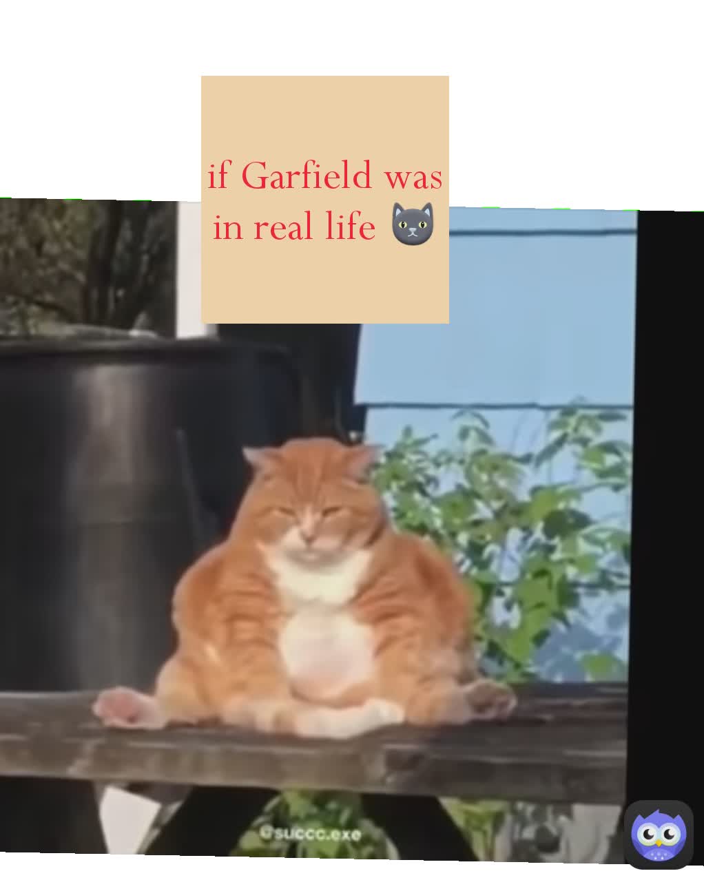 if Garfield was in real life 🐱