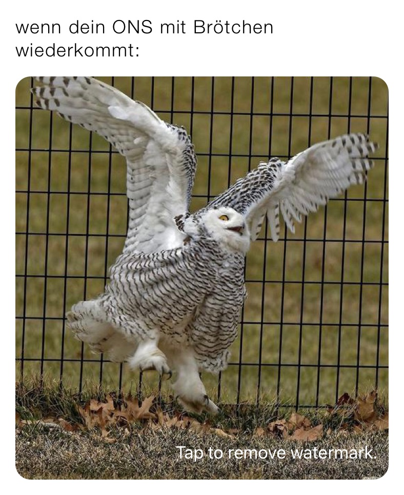 wenn dein ONS mit Brötchen wiederkommt: