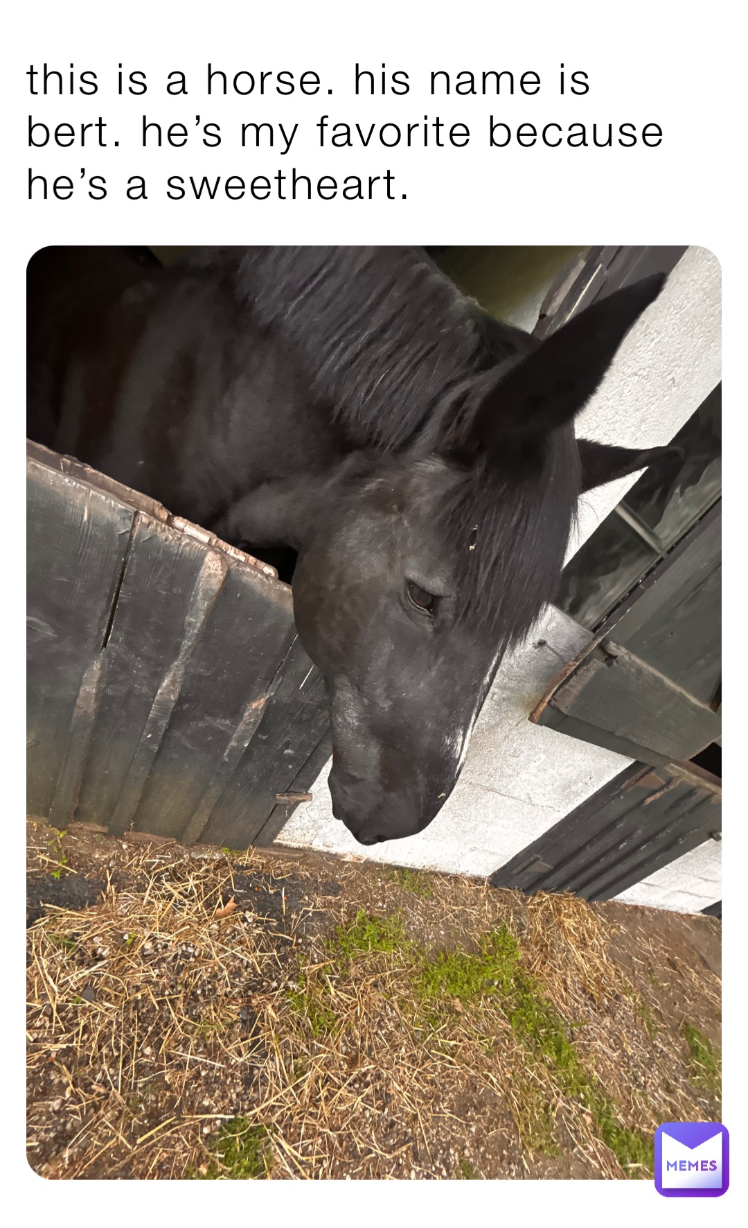 this is a horse. his name is bert. he’s my favorite because he’s a sweetheart.