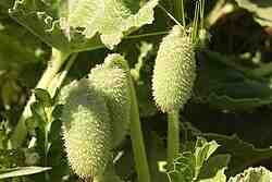 Here: A Picture of Squirting Cucumbers