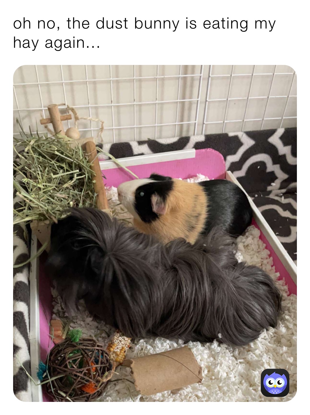 oh no, the dust bunny is eating my hay again...