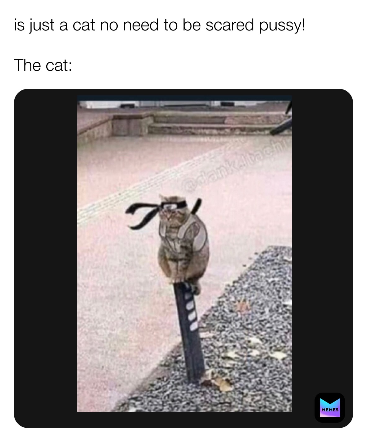 Is Just A Cat No Need To Be Scared Pussy The Cat Issa Bitch Memes