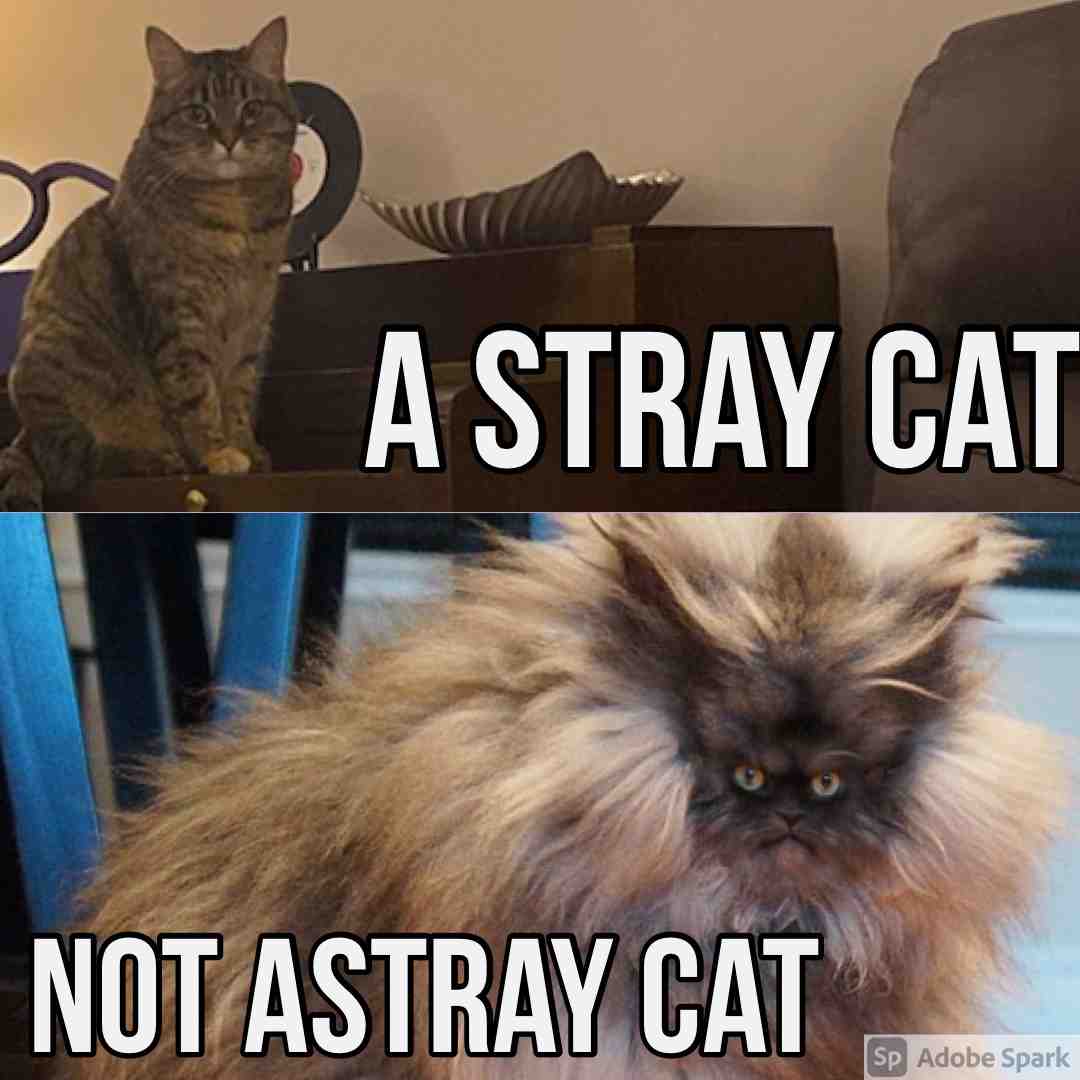 What I mean IRL when I tell people my cat was a stray… #cat #straycat #freecat #straycats #catsmemes #tinycat #irl