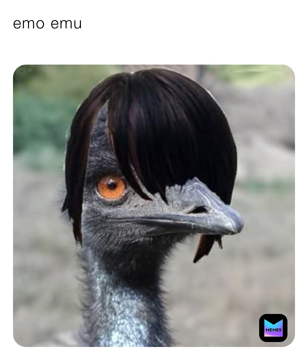 emo emu
