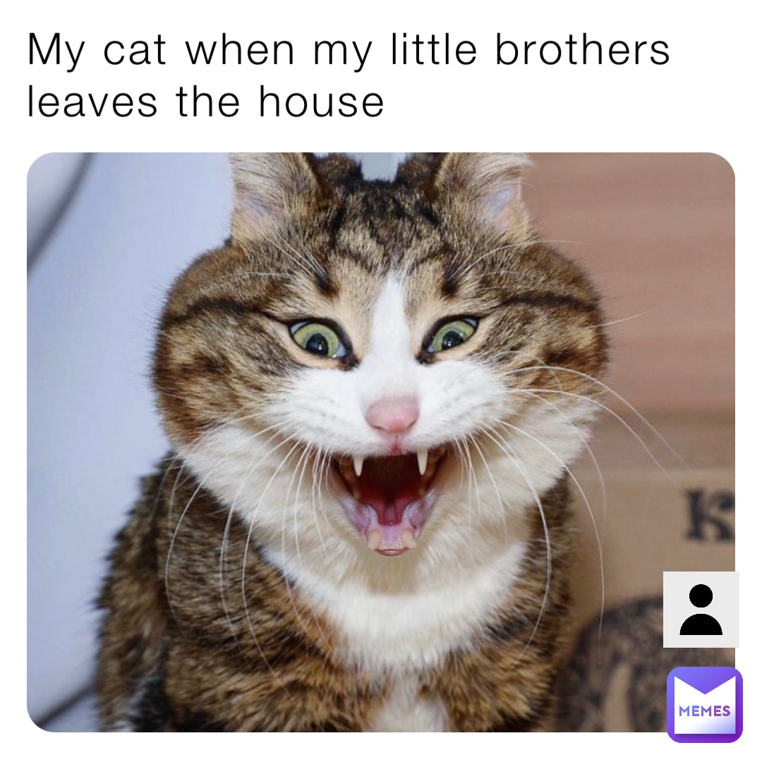 My Cat When My Little Brothers Leaves The House 