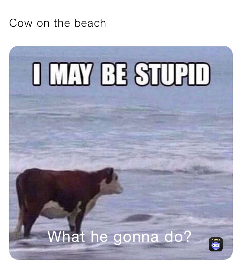 Cow on the beach