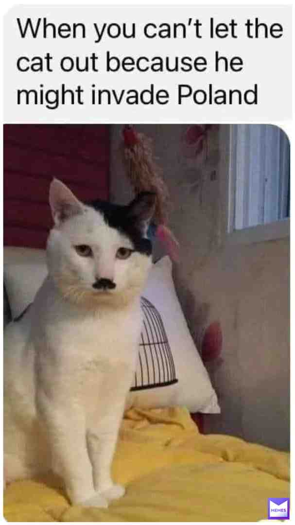 No #memes #cat #follow #funny
