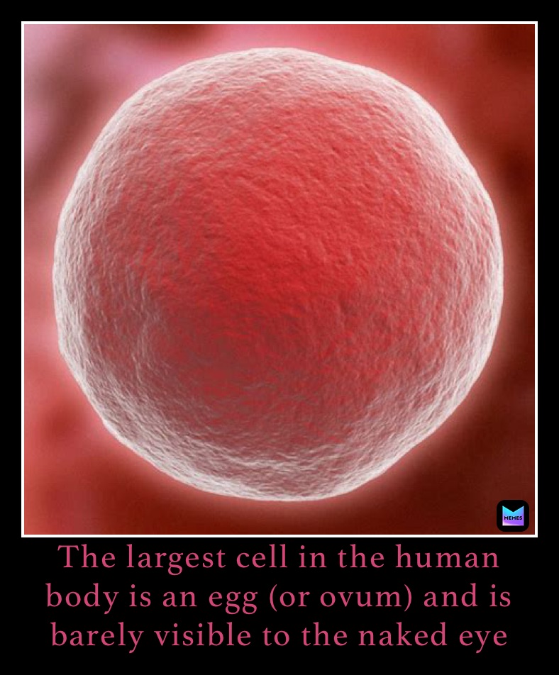 Meme by anatomyknowledge