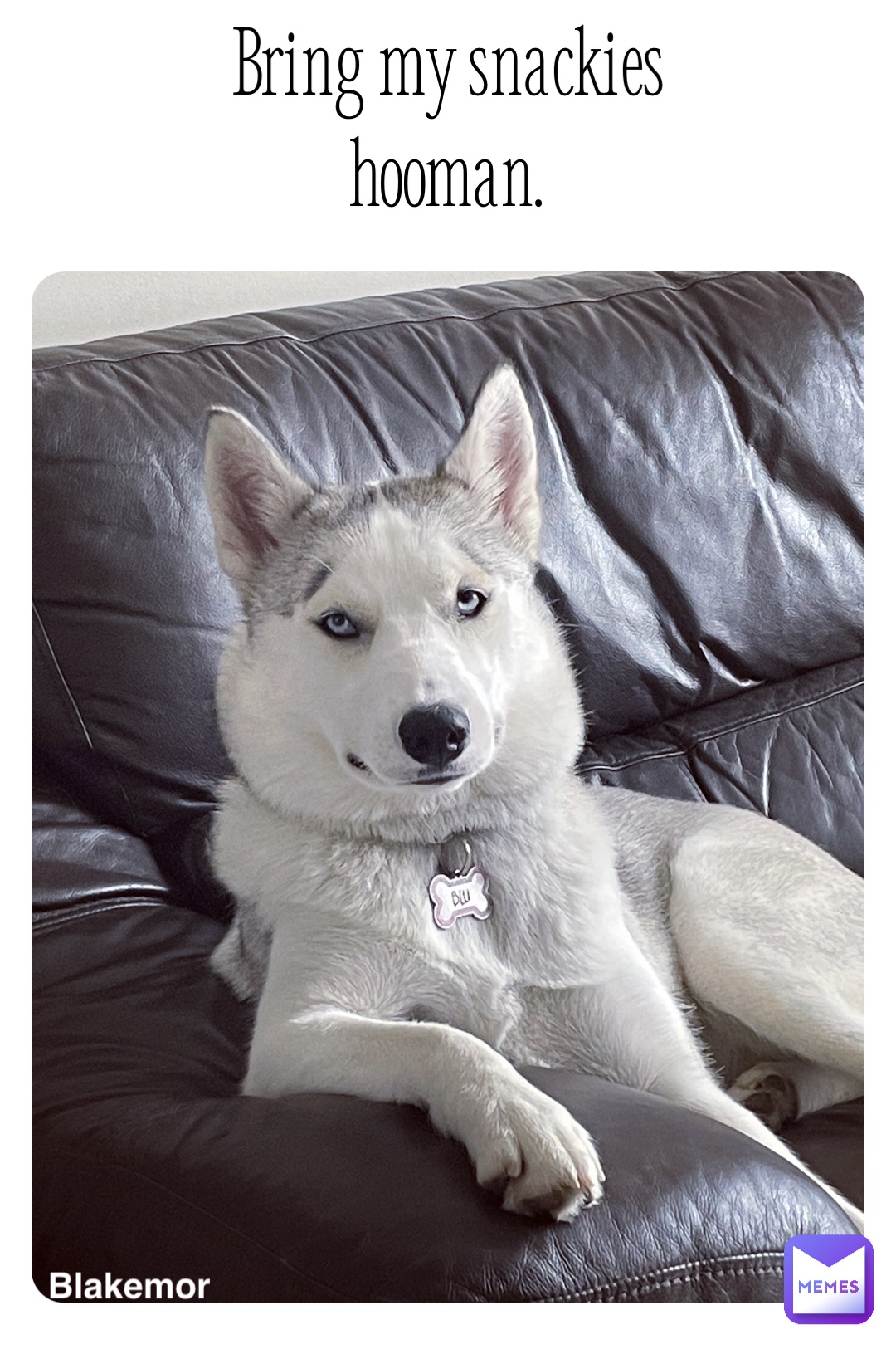 Bring my snackies hooman. Blakemore.