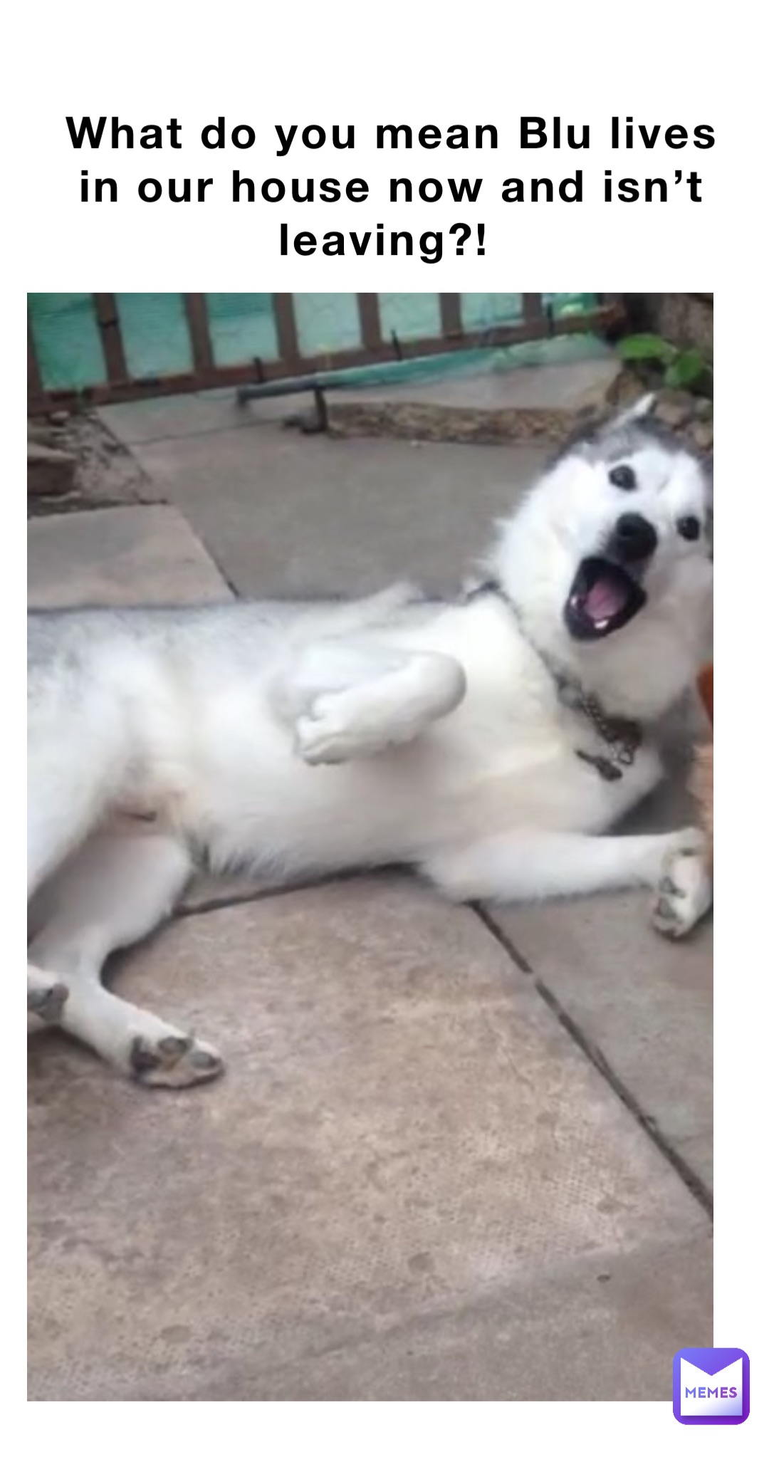 What do you mean Blu lives in our house now and isn’t leaving?!