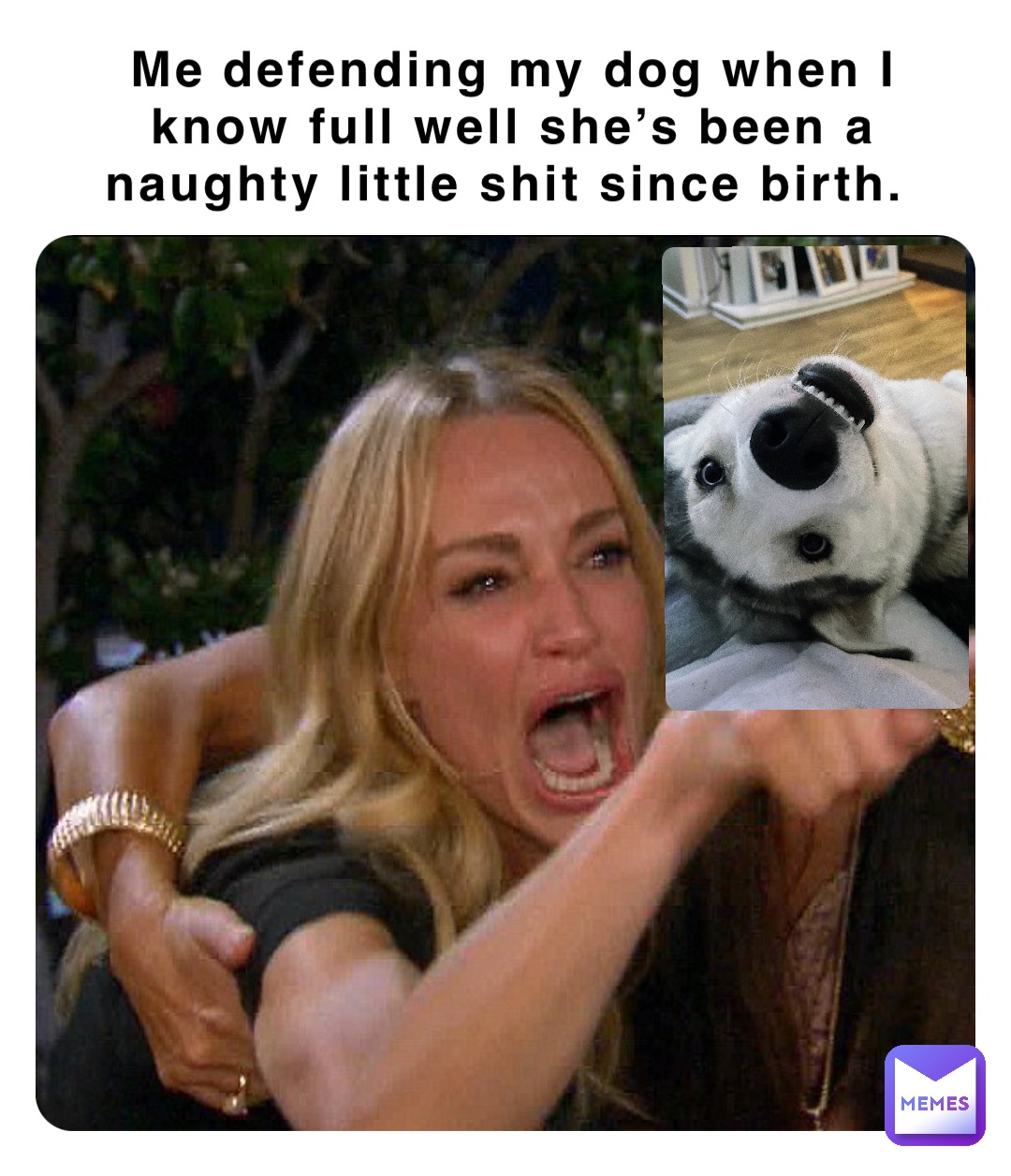 Me defending my dog when I know full well she’s been a naughty little shit since birth.