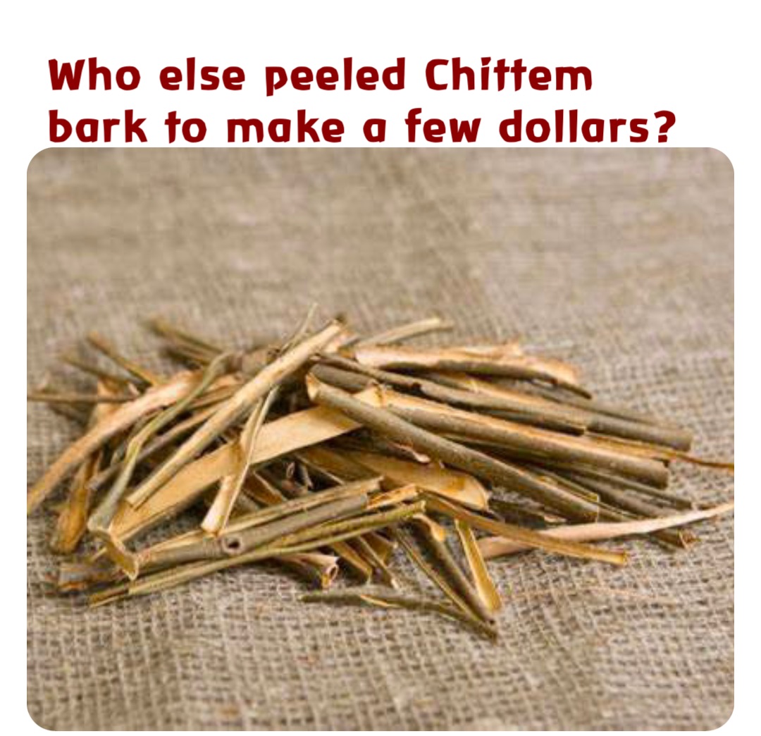 Who else peeled Chittem bark to make a few dollars?