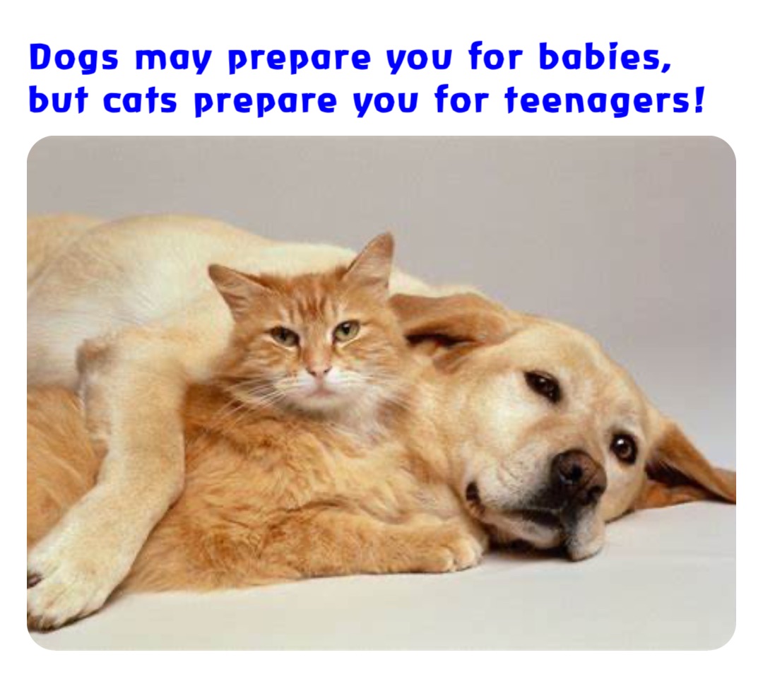 Dogs may prepare you for babies, but cats prepare you for teenagers!