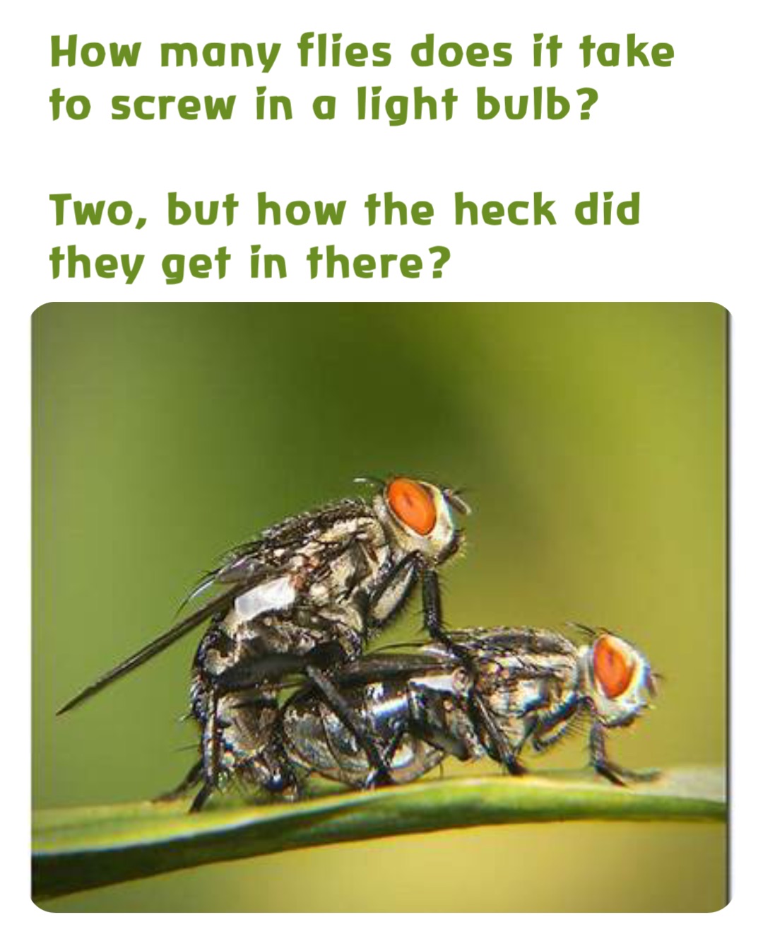 How many flies does it take to screw in a light bulb?

Two, but how the heck did they get in there?