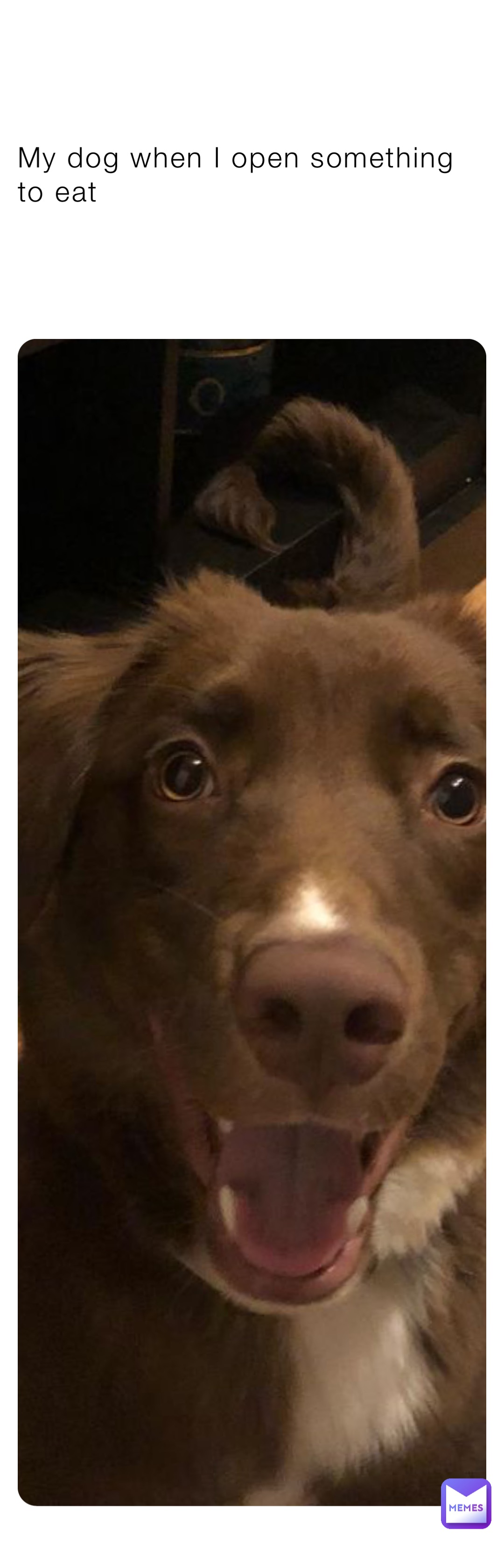 My dog when I open something to eat