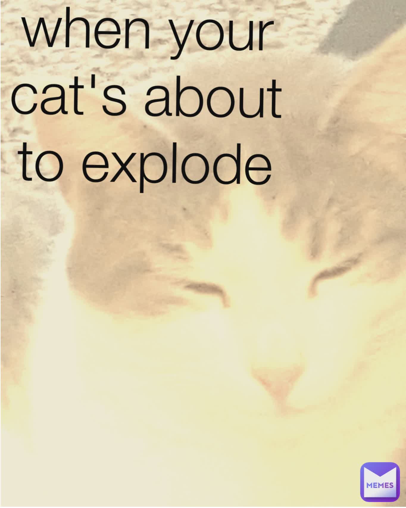 when your cat's about to explode