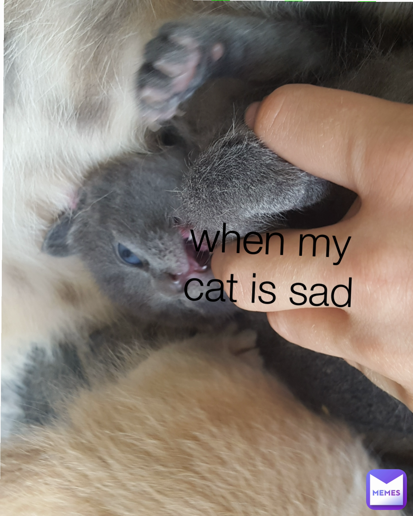 when my cat is sad