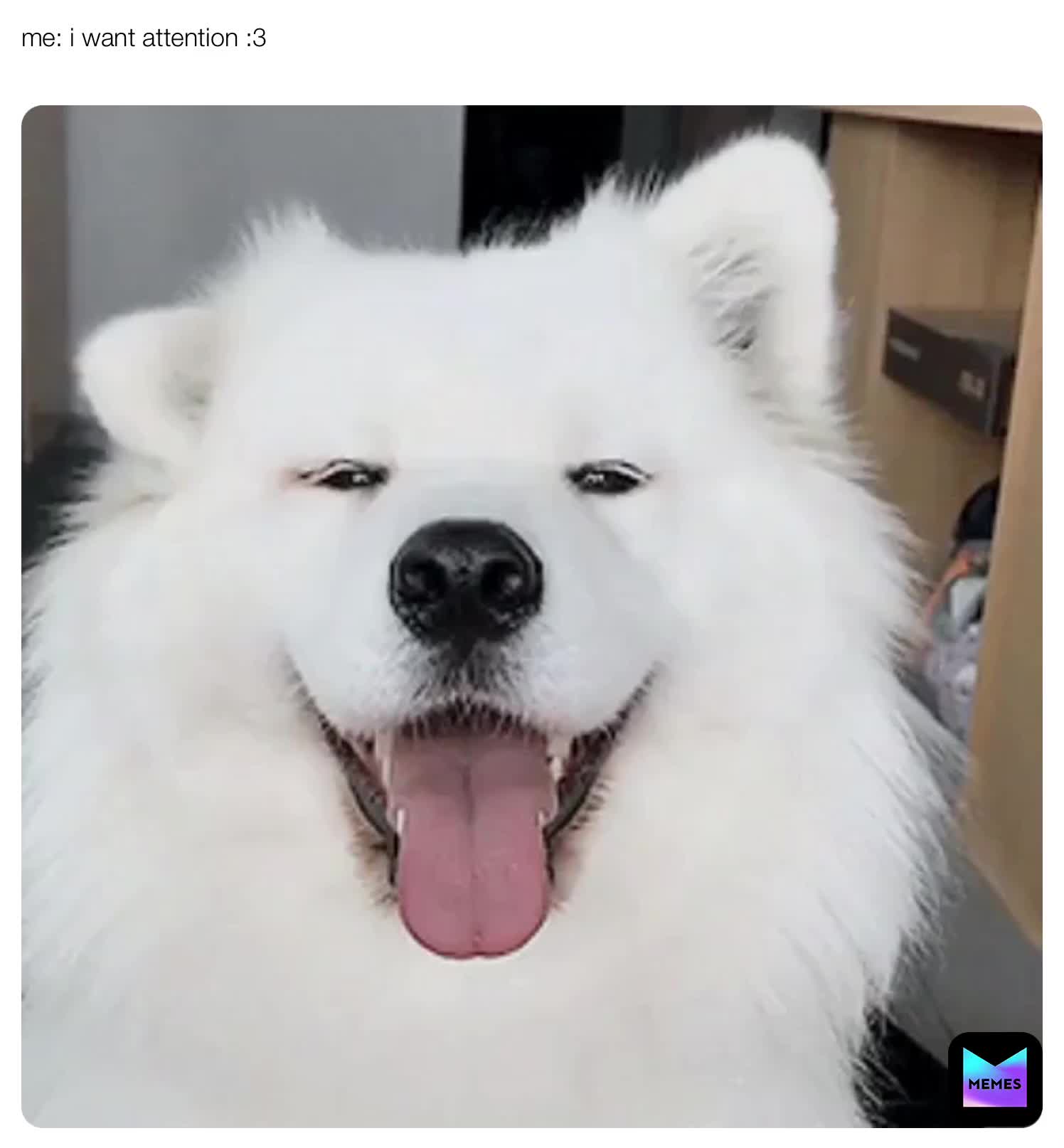 i want attention ​ #memes ​ #dogs ​ #ears ​ #cute ​ #attention