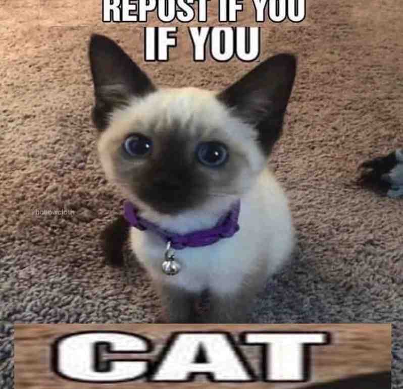Meme shared by @Roman_13