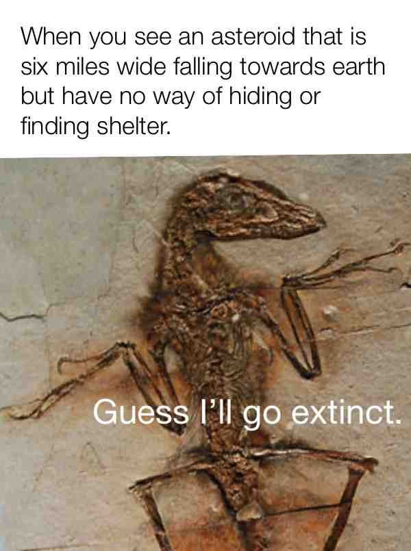 This is a fossil of a dinosaur called Sinornithosaurus and when I first saw this fossil I thought that it looked like it was shrugging so I just made a fun little twist on the guess I’ll die meme. #sinornithosaurus #dinosaur #dinosaurs #dinosaurmemes #spiceymemes #dankmemes #goodmemes #historymemes #prehistorymemes #guessilldie #guessillgoextinct #fossilmemes #paleontologymemes #science #sciencememes
