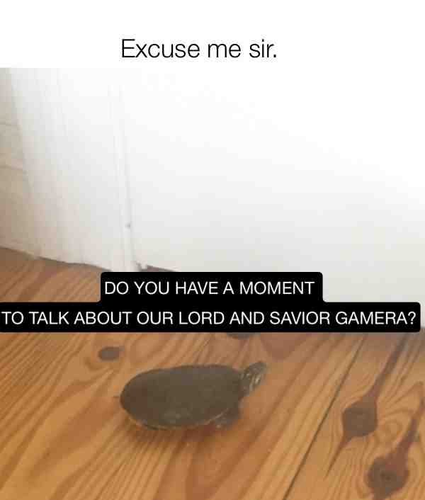 I used my Turtle to create an Excuse Me Sir Meme. This is a pretty obscure reference to a very obscure giant turtle monster so a lot of you might not get this. #dankmemes #juicymemes #goodmemes #petmemes #pets #animalmemes #turtle #turtles #gamera