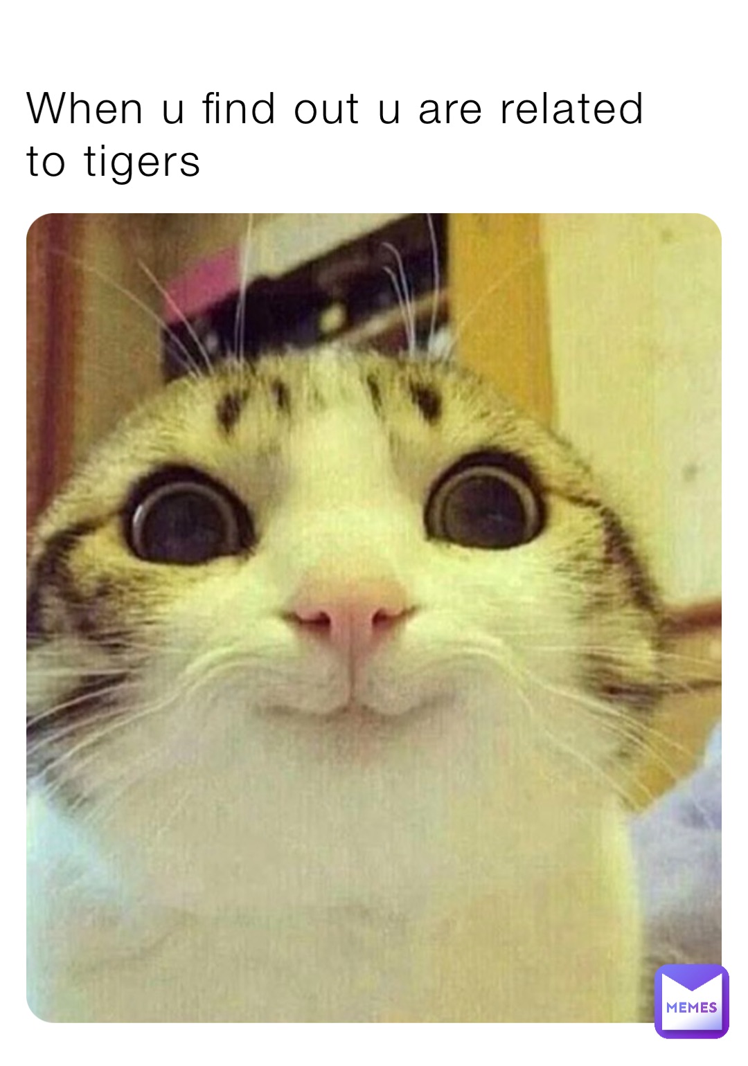 When u find out u are related to tigers