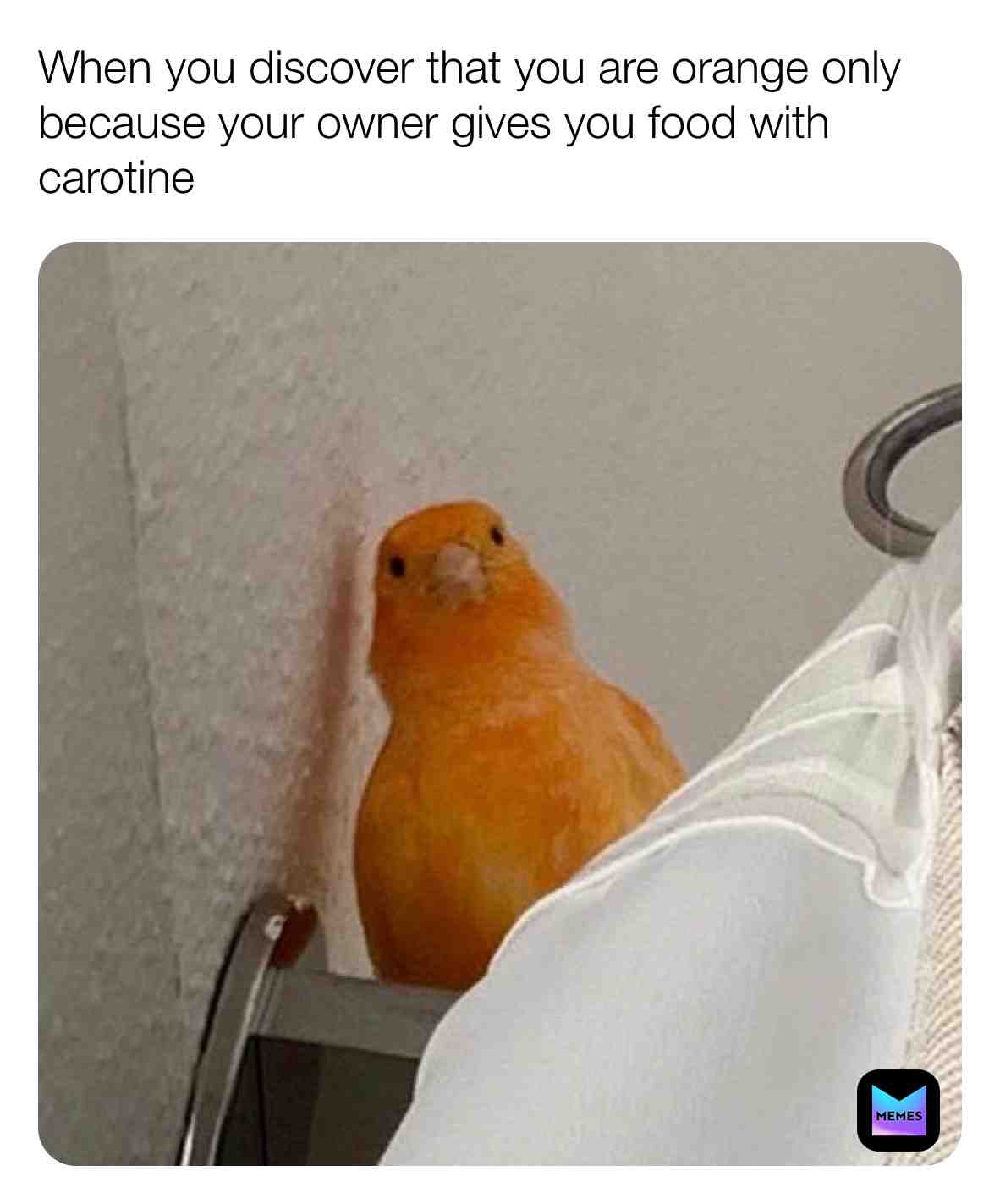#funny #memes #animal #pet #petmemes #funny #bird #canary
