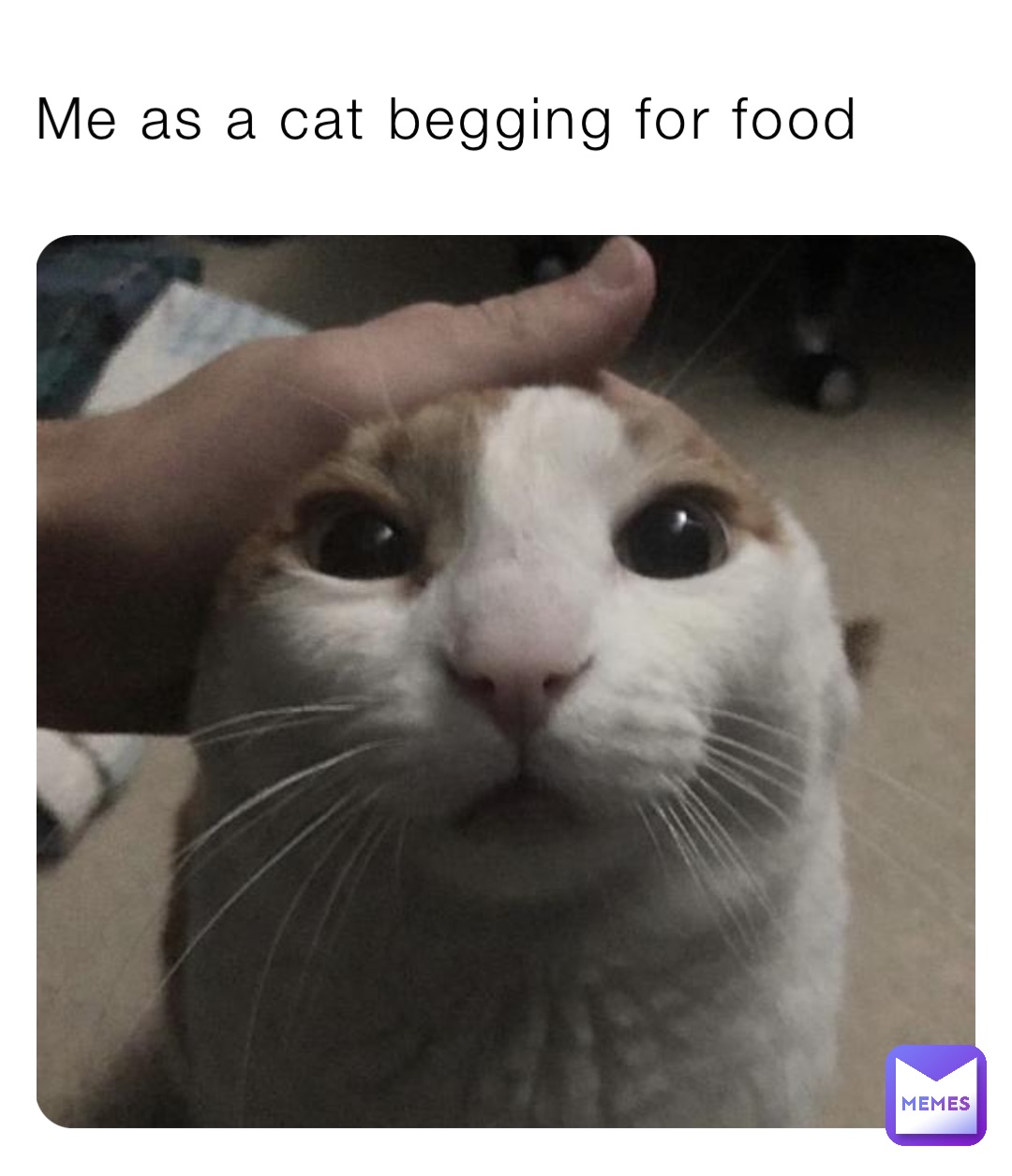 Me as a cat begging for food