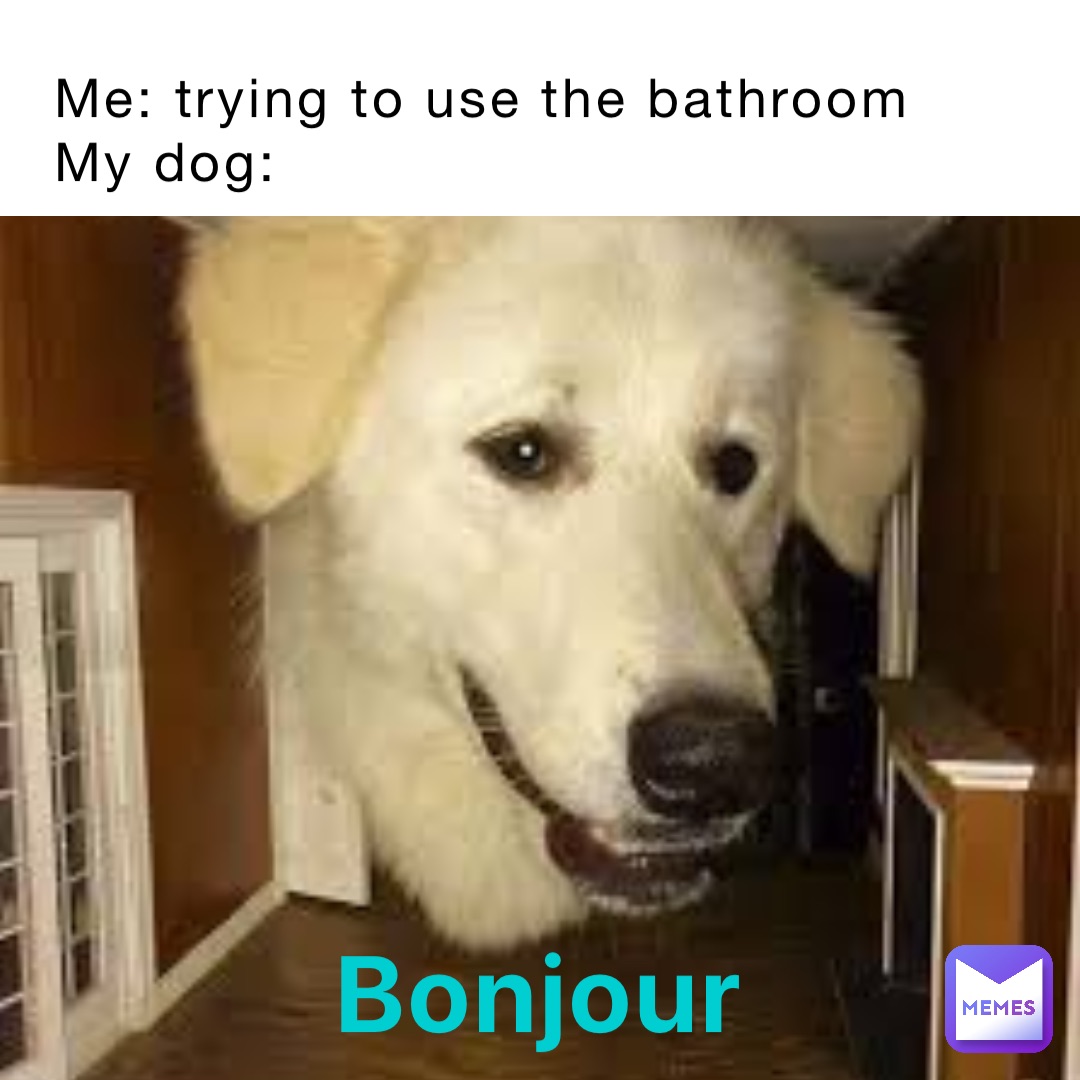 Me: trying to use the bathroom
My dog: Bonjour