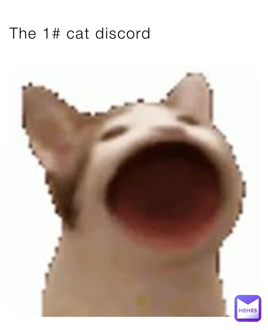 The 1# cat discord