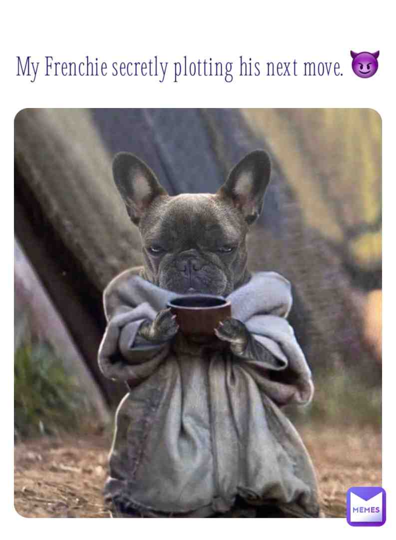 #dogmemes #dogs #memes #meme #instagram #frenchbulldog #frenchieslife #instagram #instadaily #instamemes #lovememes #evil #frenchies #dogsofinstaworld #dogsofinstagram #memestagram #memesapp #🐶 #♥️