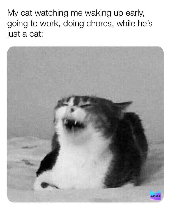 #cat #lazy #work #chores #funny