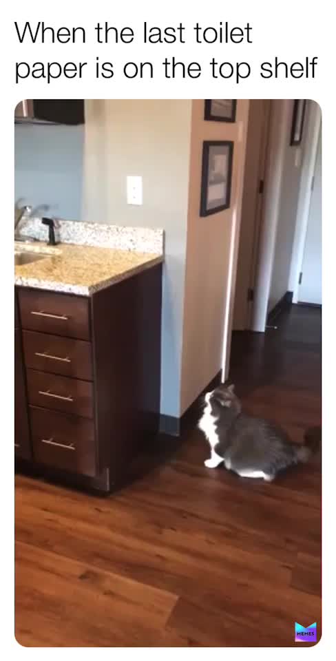 ​ #meme  #memes ​ #dankmemes ​ #dankmeme ​ #dank_memes ​ #dank_meme ​ #funny ​ #2020memes ​ #coronavirusmemes ​ #catmeme  #catmemes ​ #cat_meme ​ #cat_memes