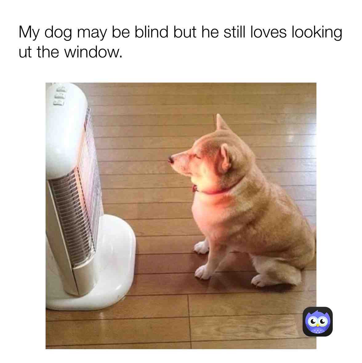  #funny #joke #comedy #meme #virals