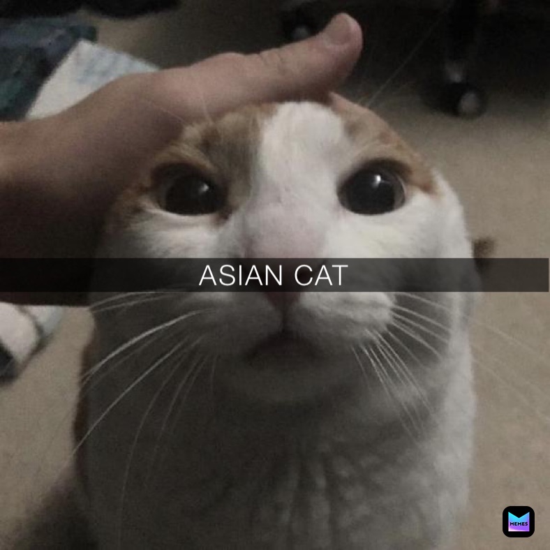 ASIAN CAT
