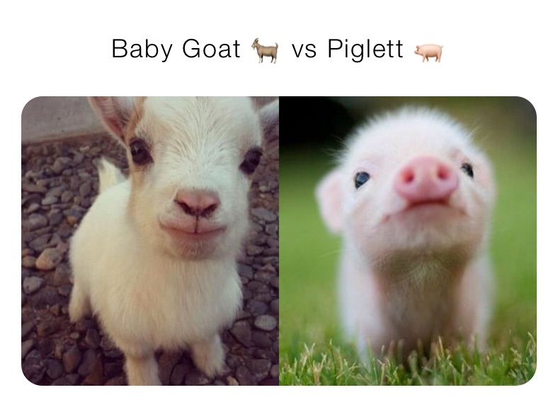 baby goat meme