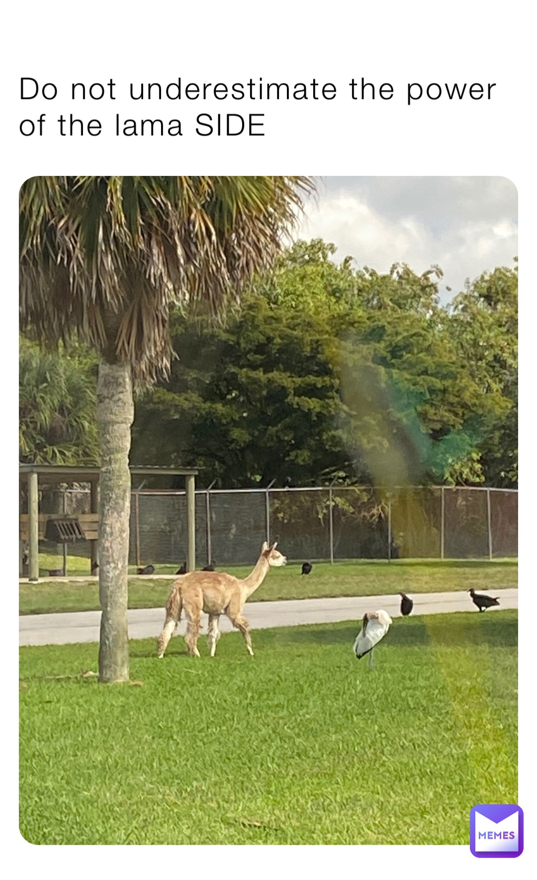 Do not underestimate the power of the lama SIDE