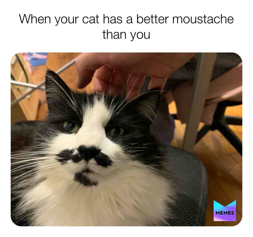 #memes  #awkward  #cats