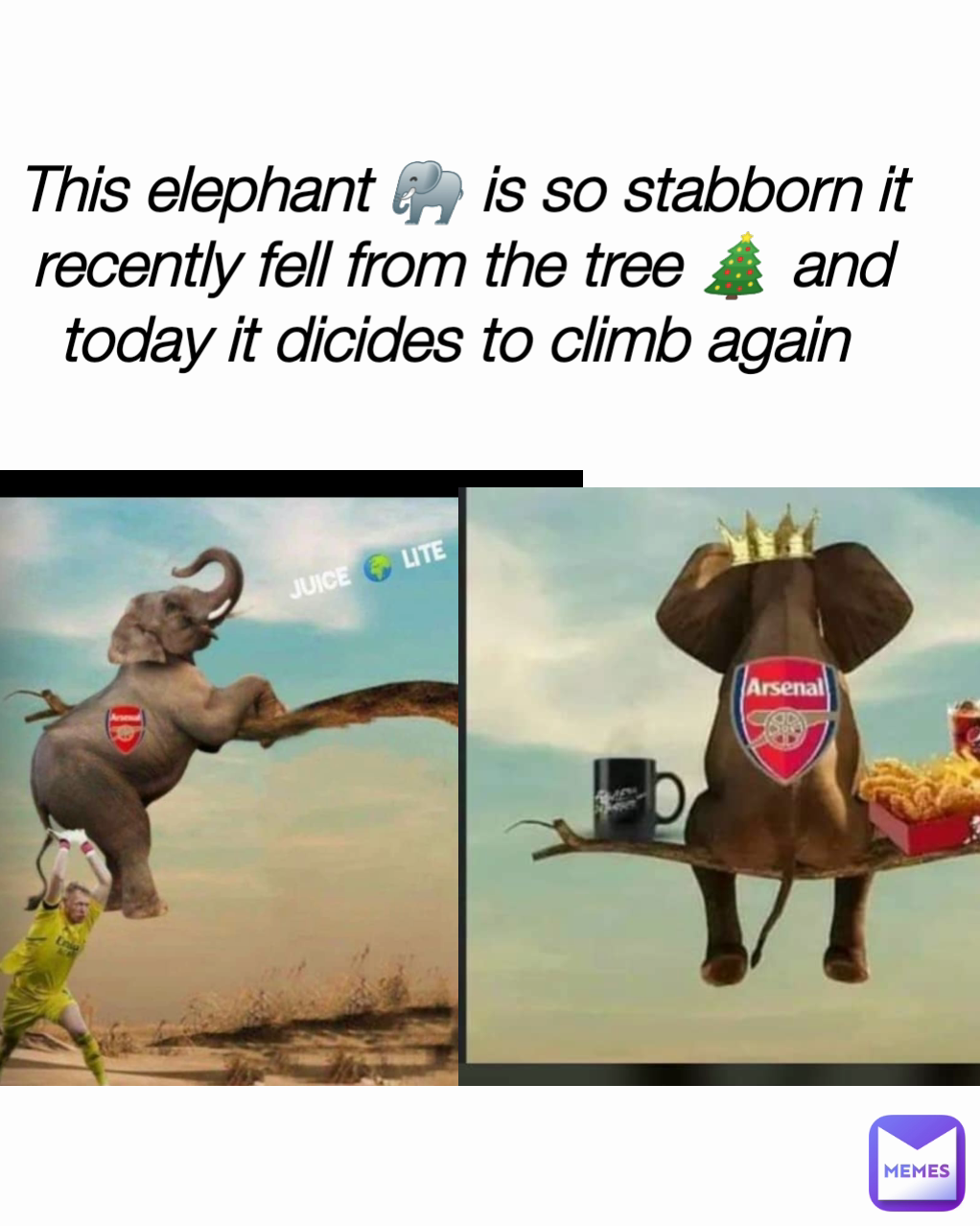 This elephant 🐘 is so stabborn it recently fell from the tree 🎄 and today it dicides to climb again 