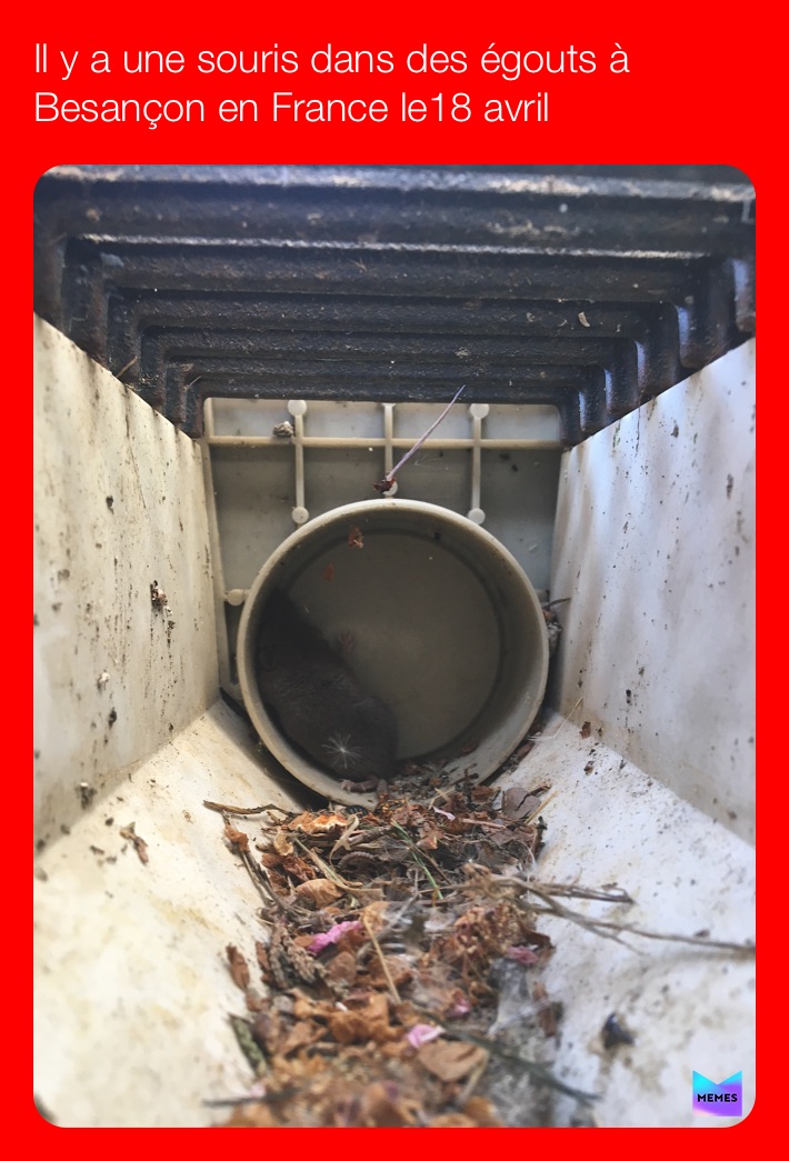 Meme by desktop_goose