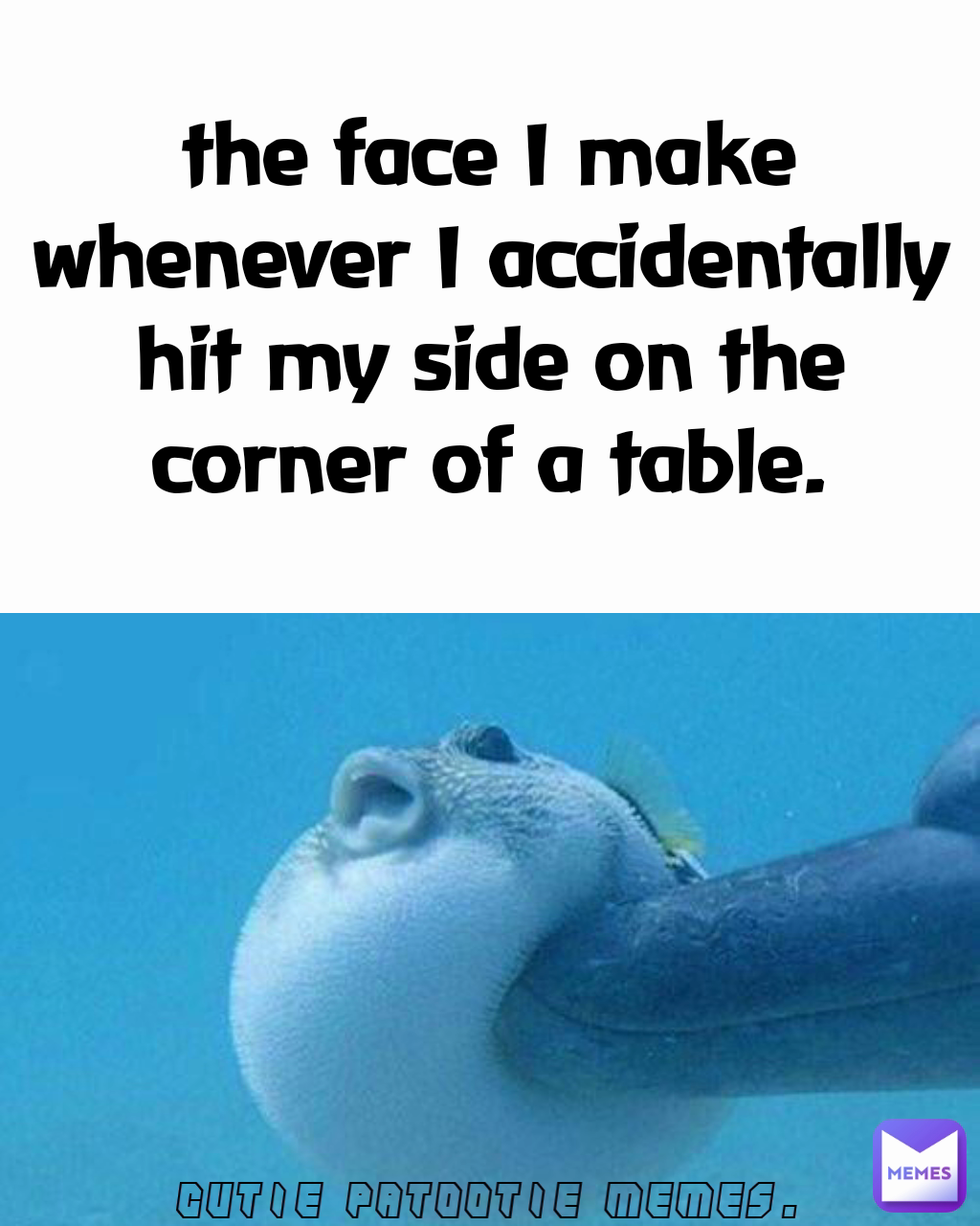 cutie patootie memes. the face I make whenever I accidentally hit my side on the corner of a table.