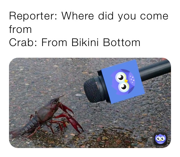 Reporter: Where did you come from
Crab: From Bikini Bottom